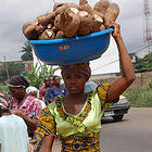 Cassava